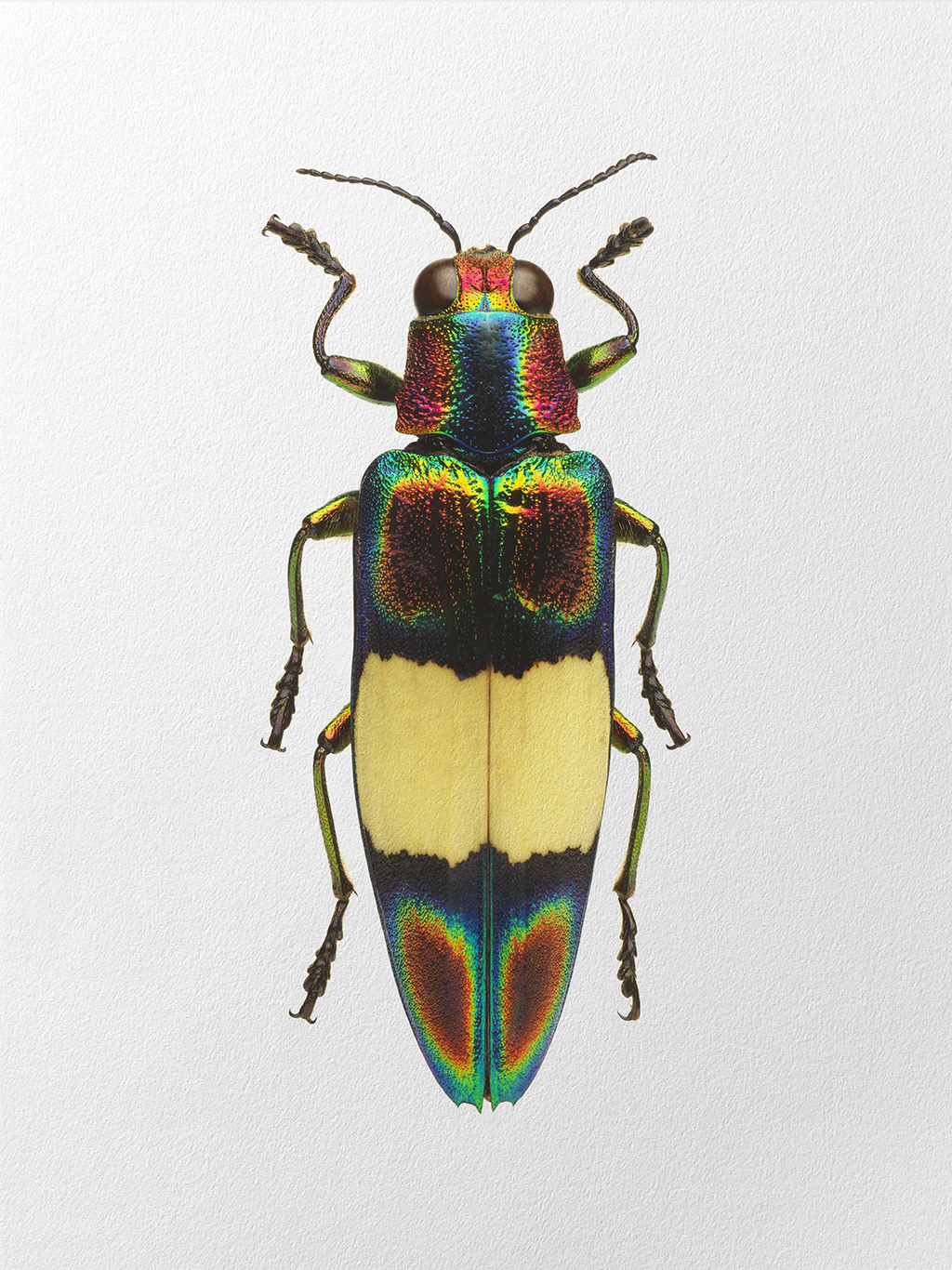 ChrysochroaOcellataEphippigera
