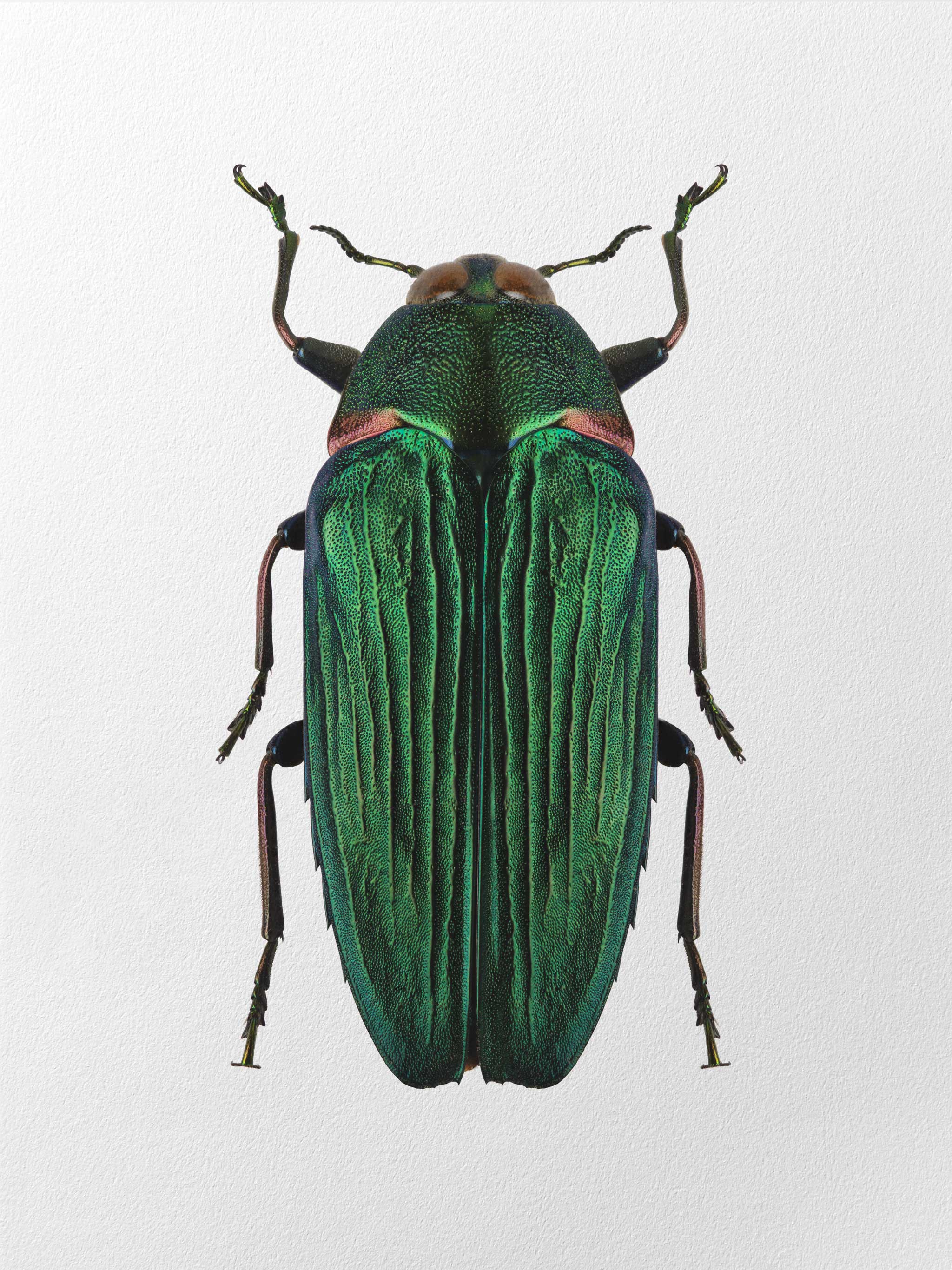 Colobogaster_resplendens