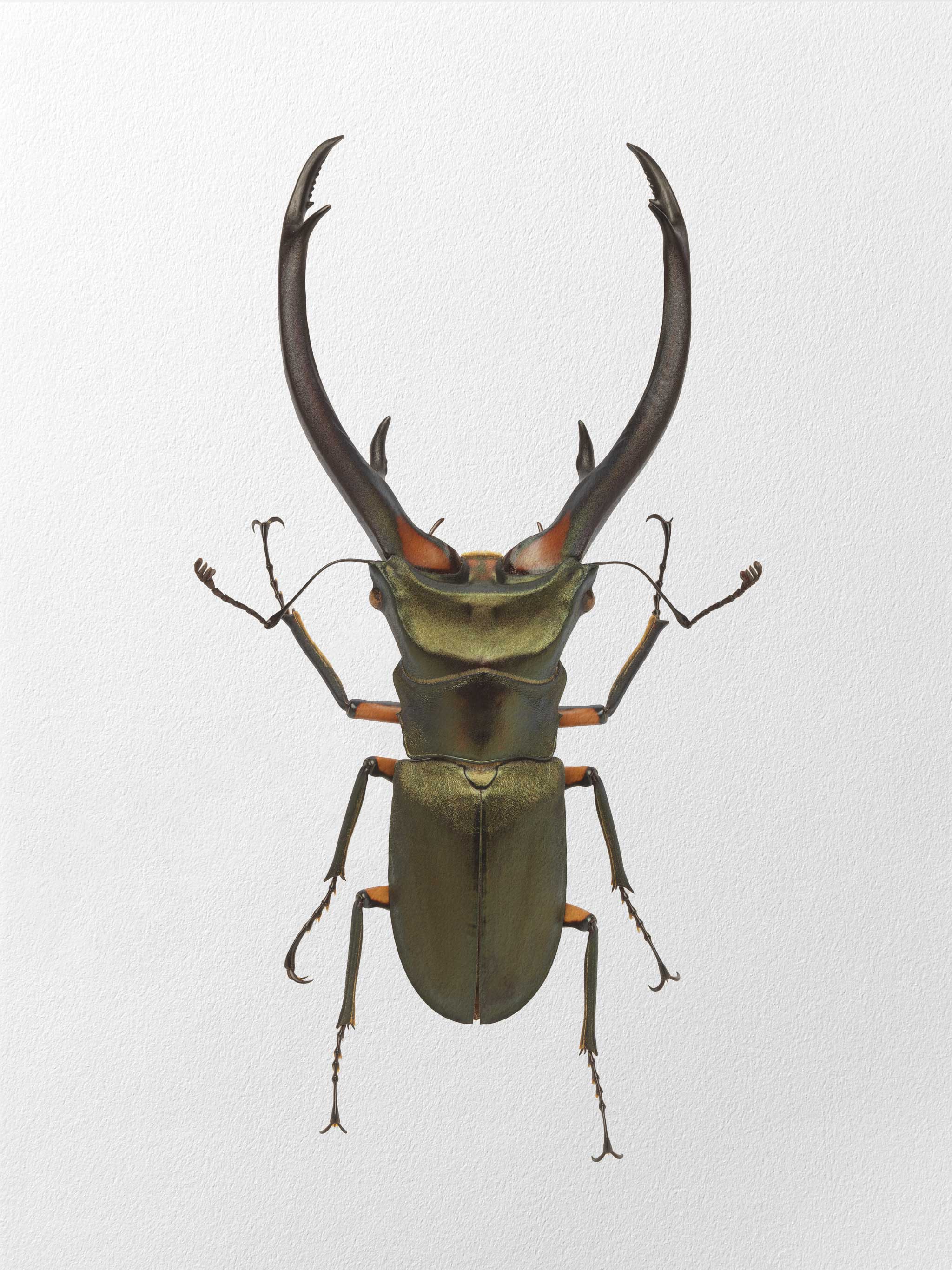Cyclommatus