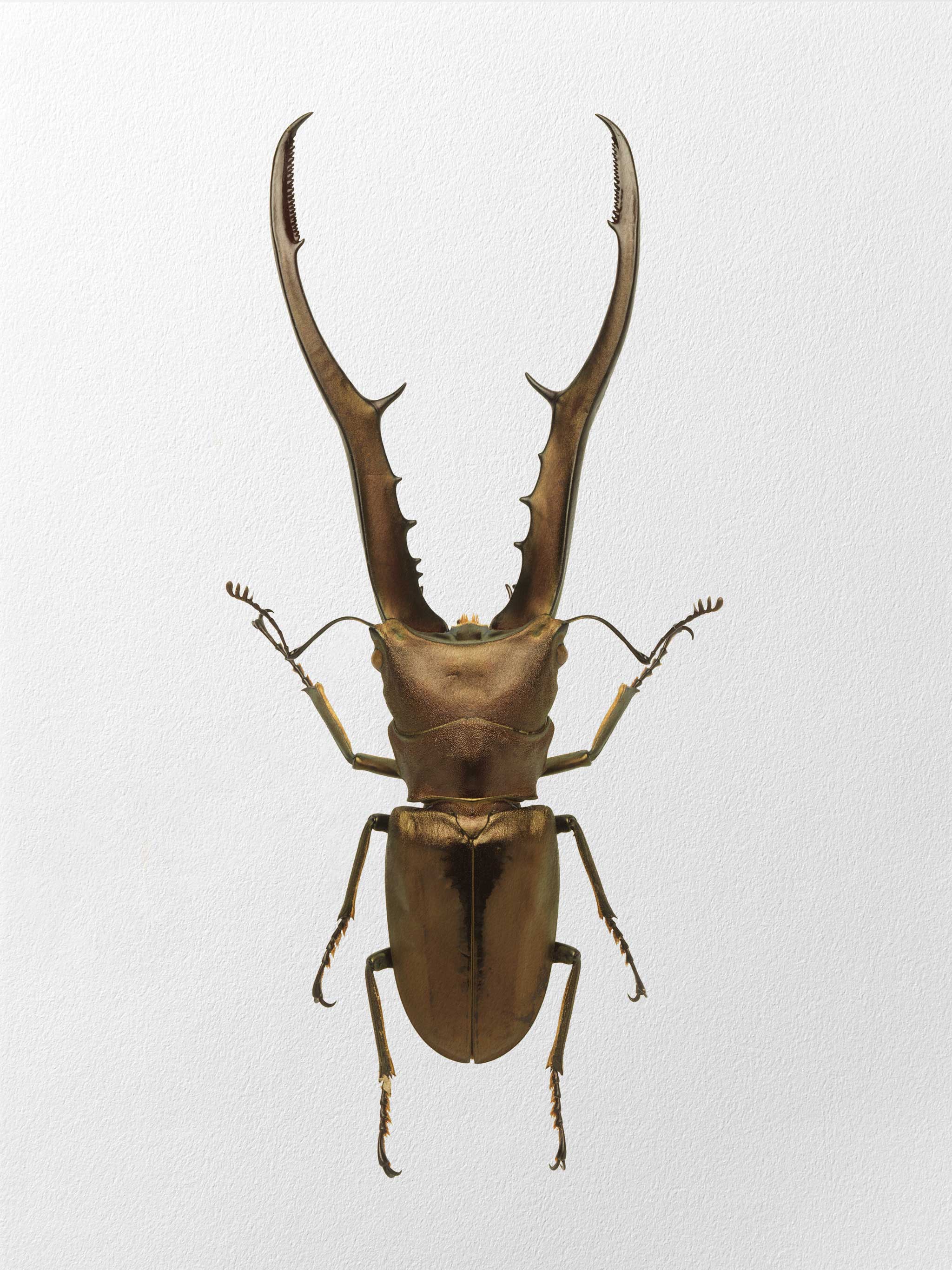 Cyclommatus_metallifer