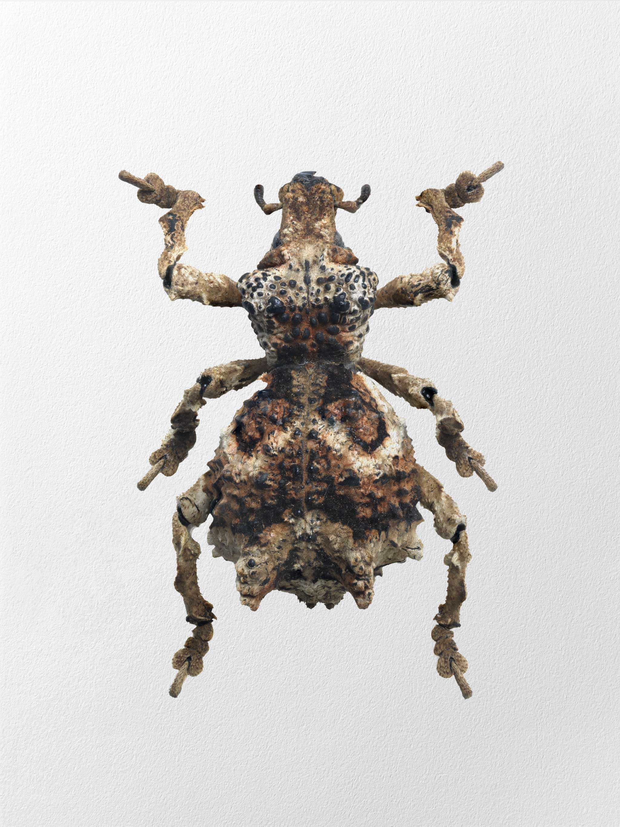 Dinomorphus_pimelioides