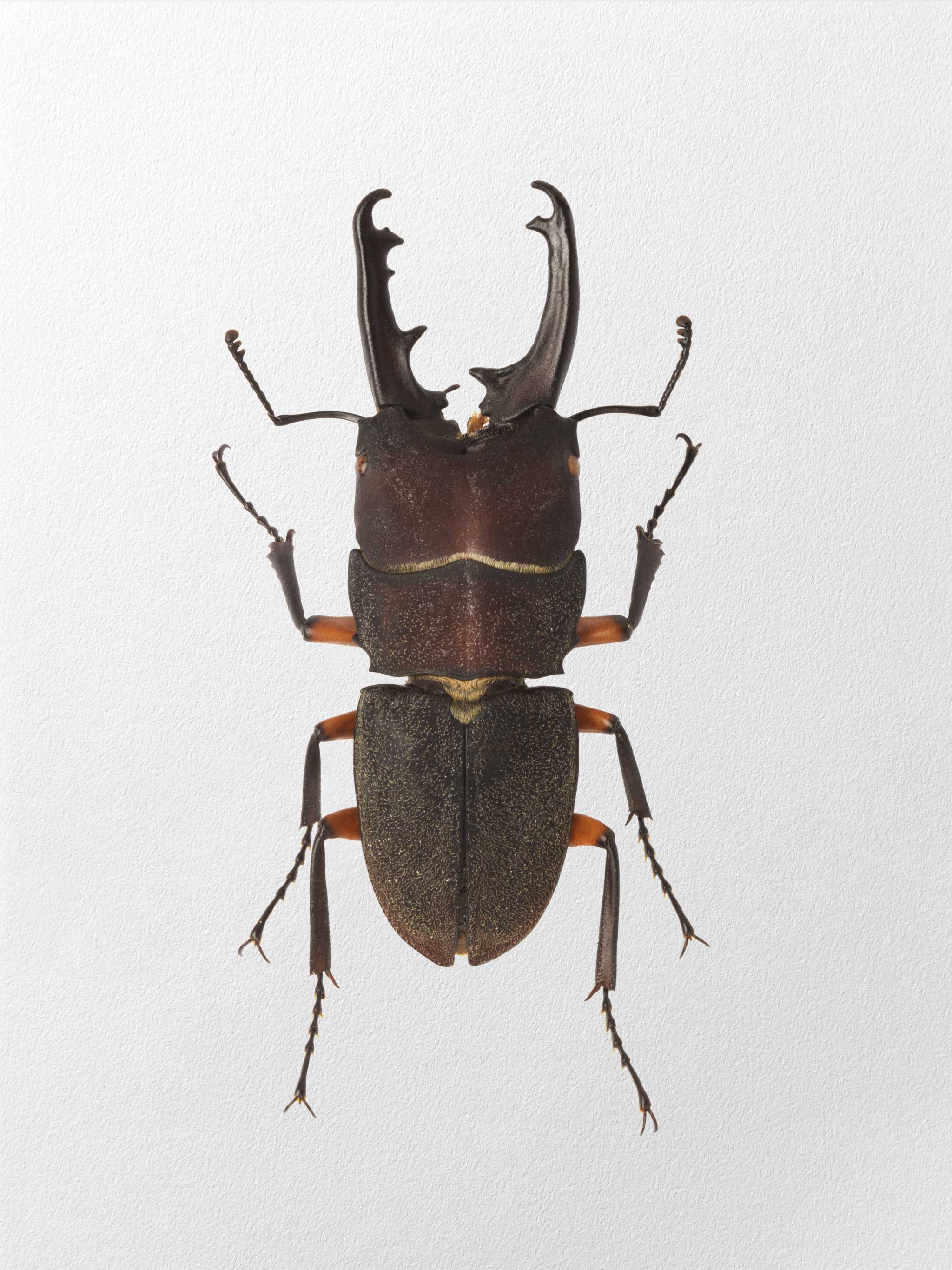 L.femoratus
