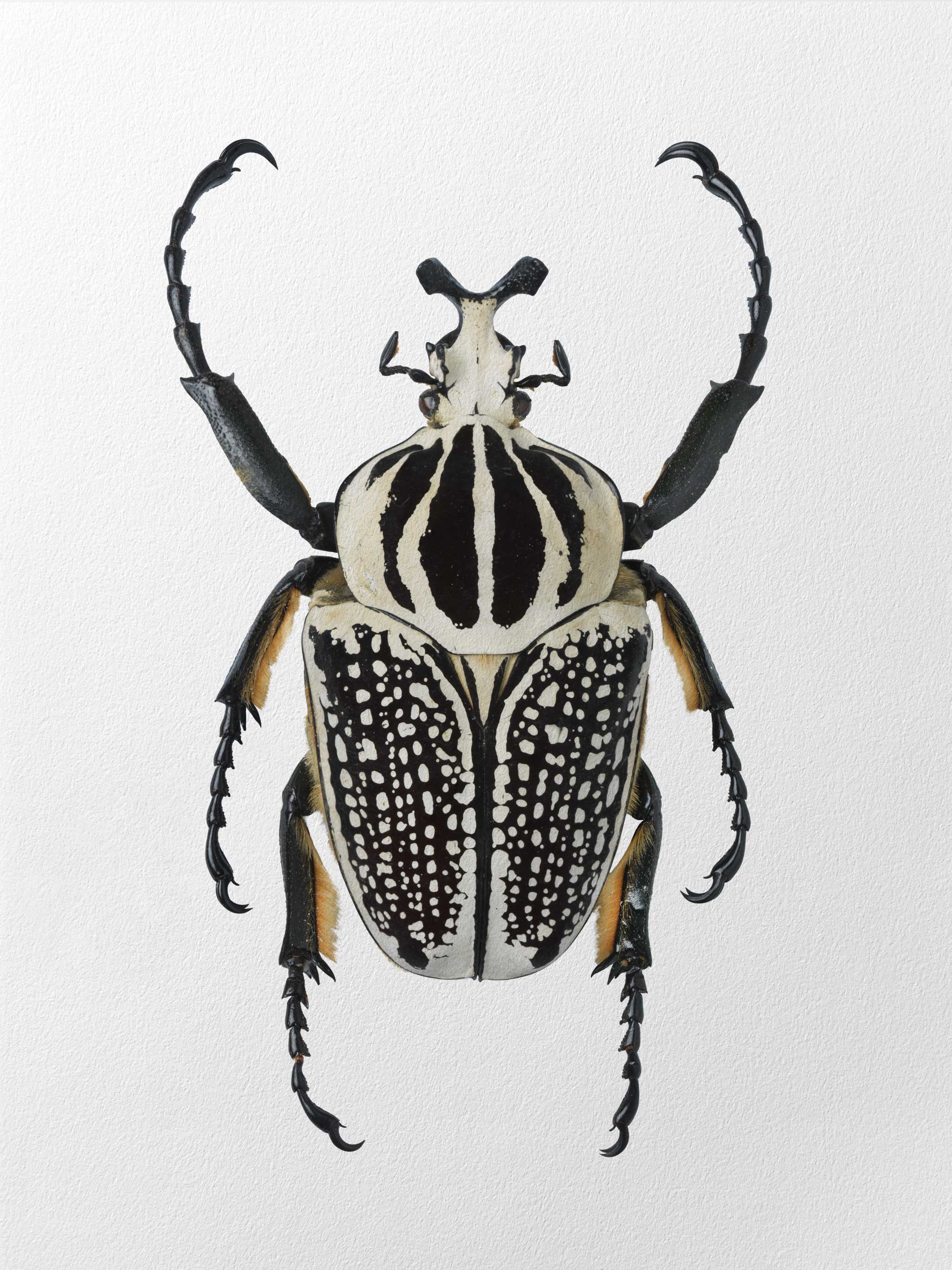 golliathus