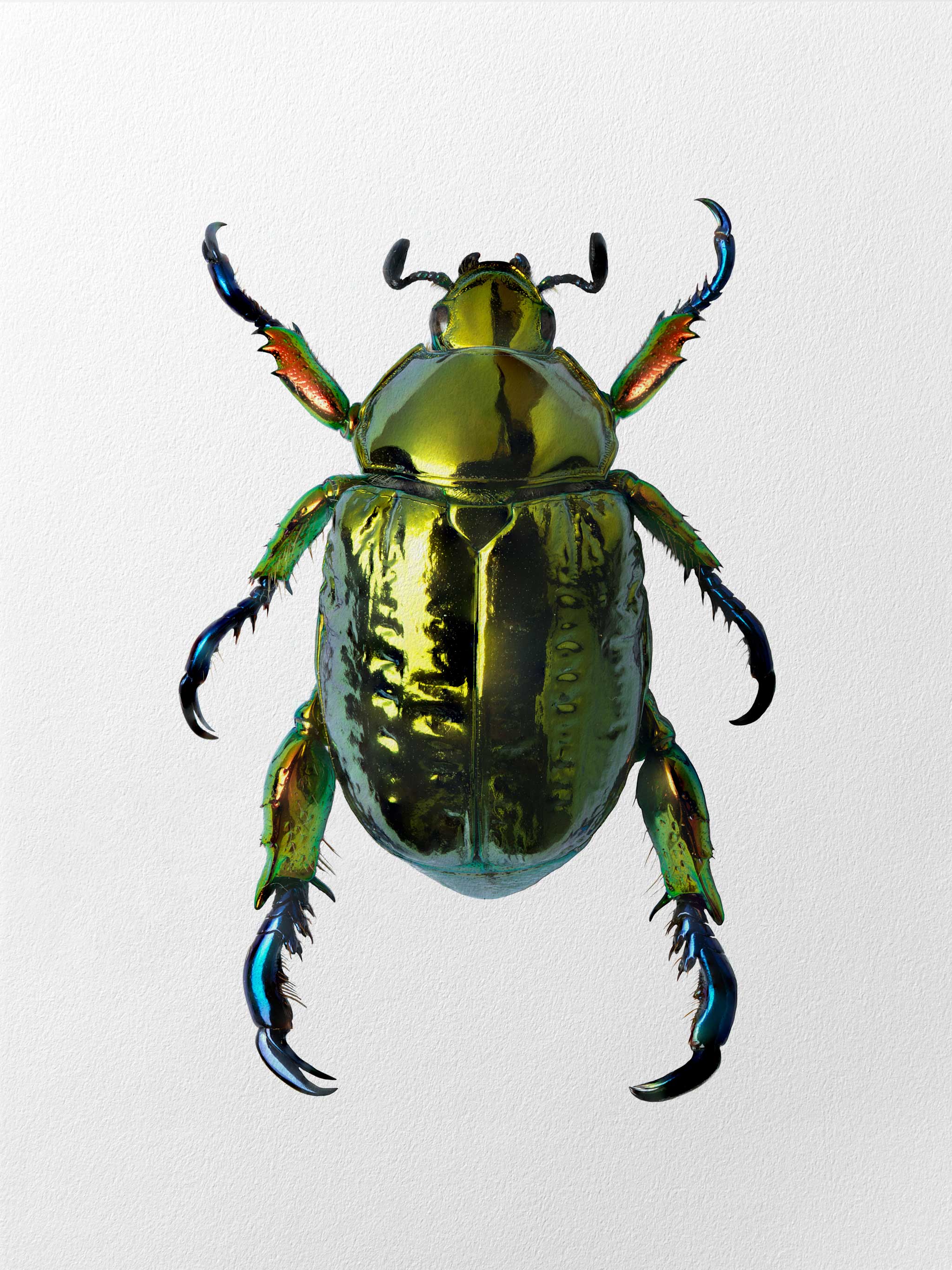 pelidnota