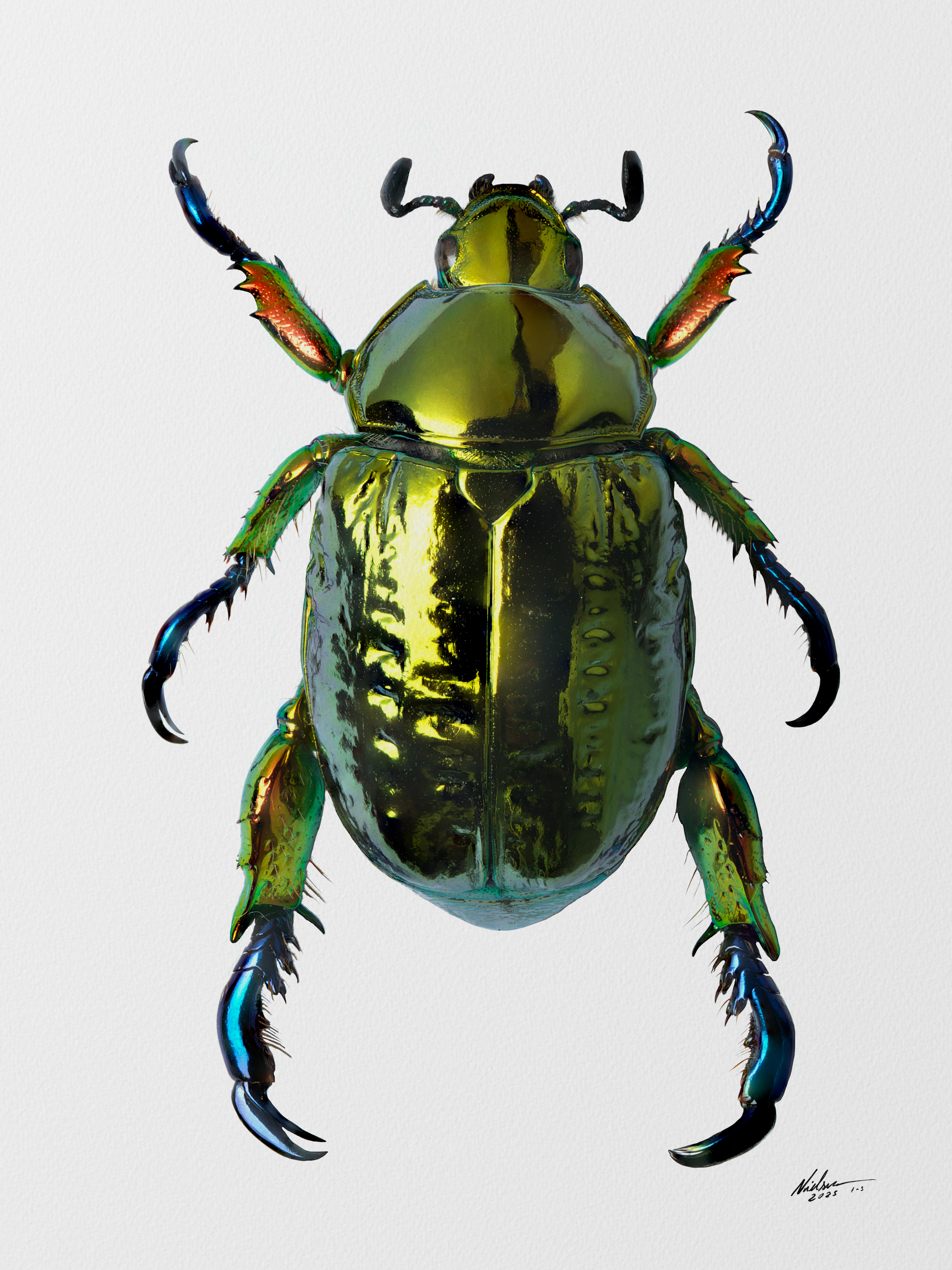 Pelidnota_cyanitarsis