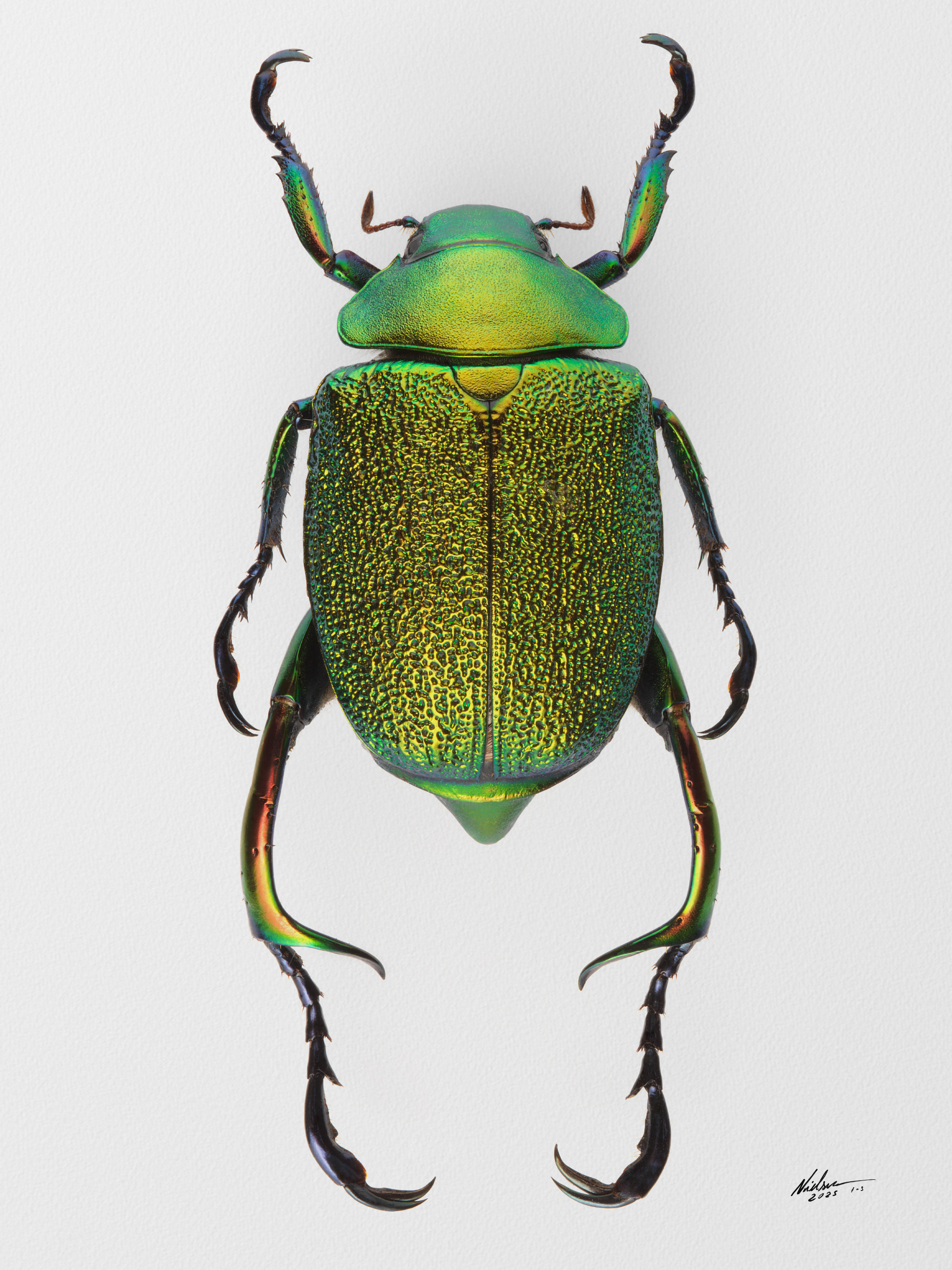 Chrysophora_chrysochlora