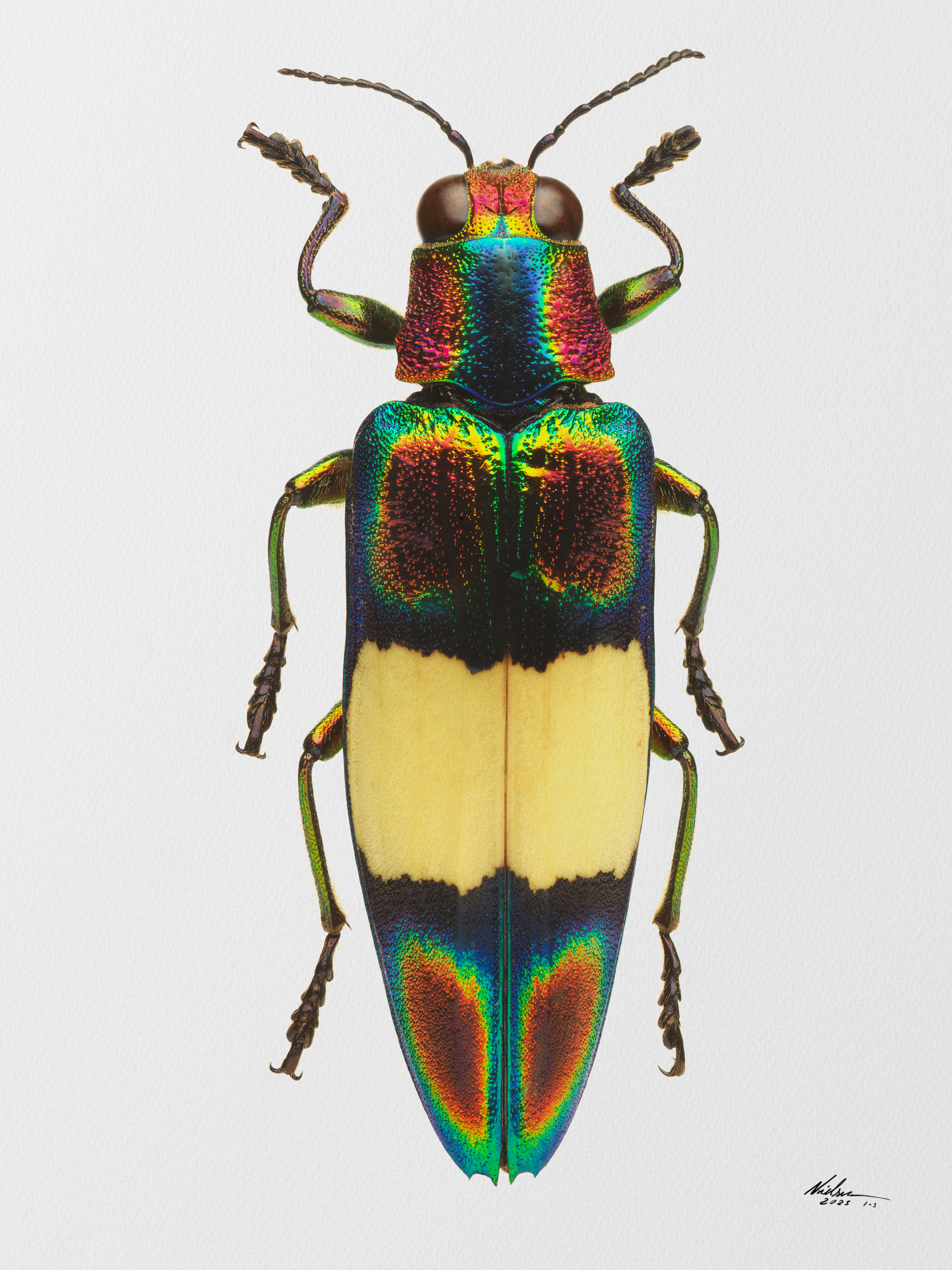Chrysochroa Ocellata Ephippigera