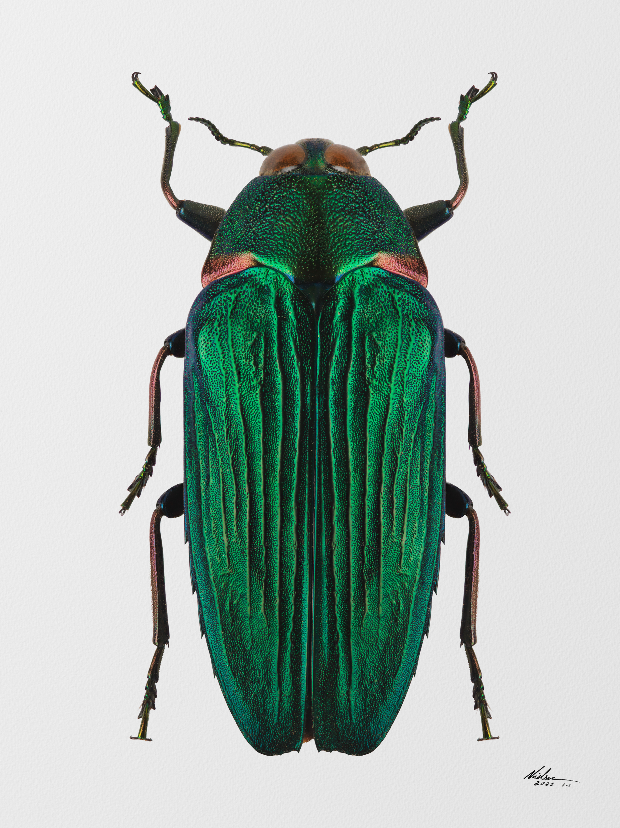 Colobogaster resplendens